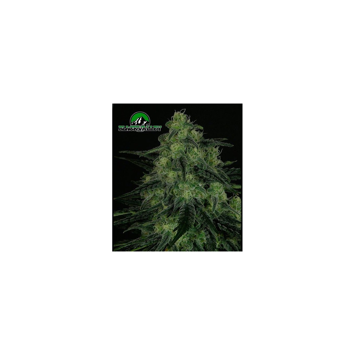 Blackvalley Feminizada de Ripper Seeds