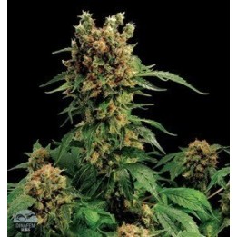 California Hashplant Feminizada de Dinafem