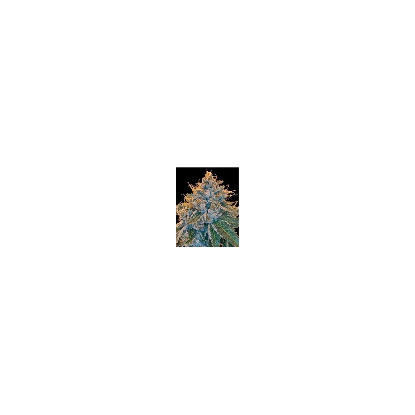 Kosher Kush Feminizada de DNA Genetics