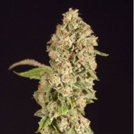 OG Reek'N Feminizada de Devils Harvest Seeds