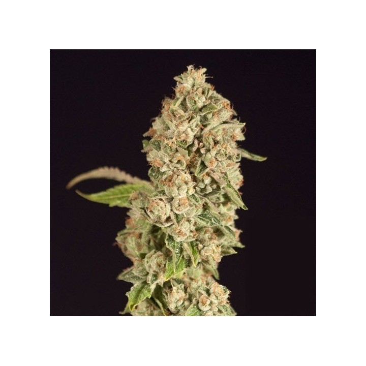 OG Reek'N Feminizada de Devils Harvest Seeds
