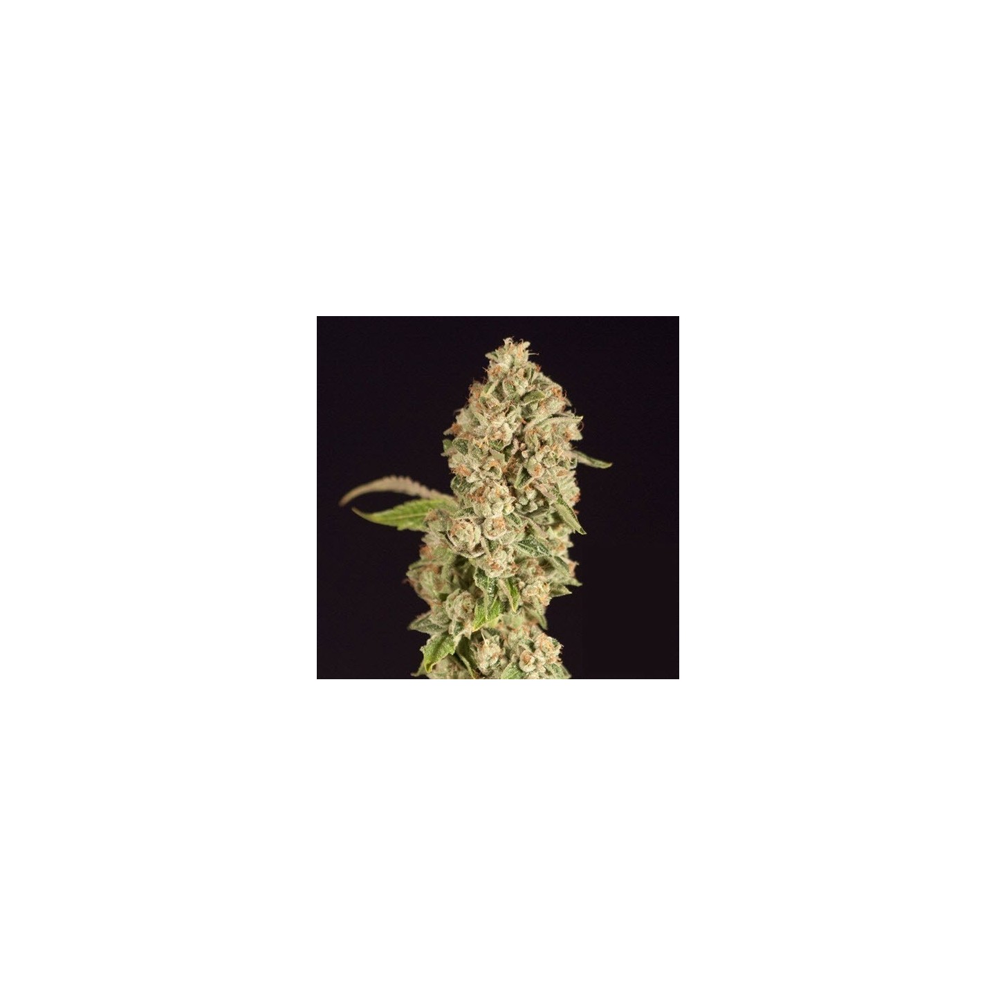 OG Reek'N Feminizada de Devils Harvest Seeds