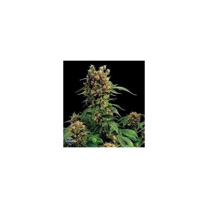 California Hashplant Feminizada de Dinafem