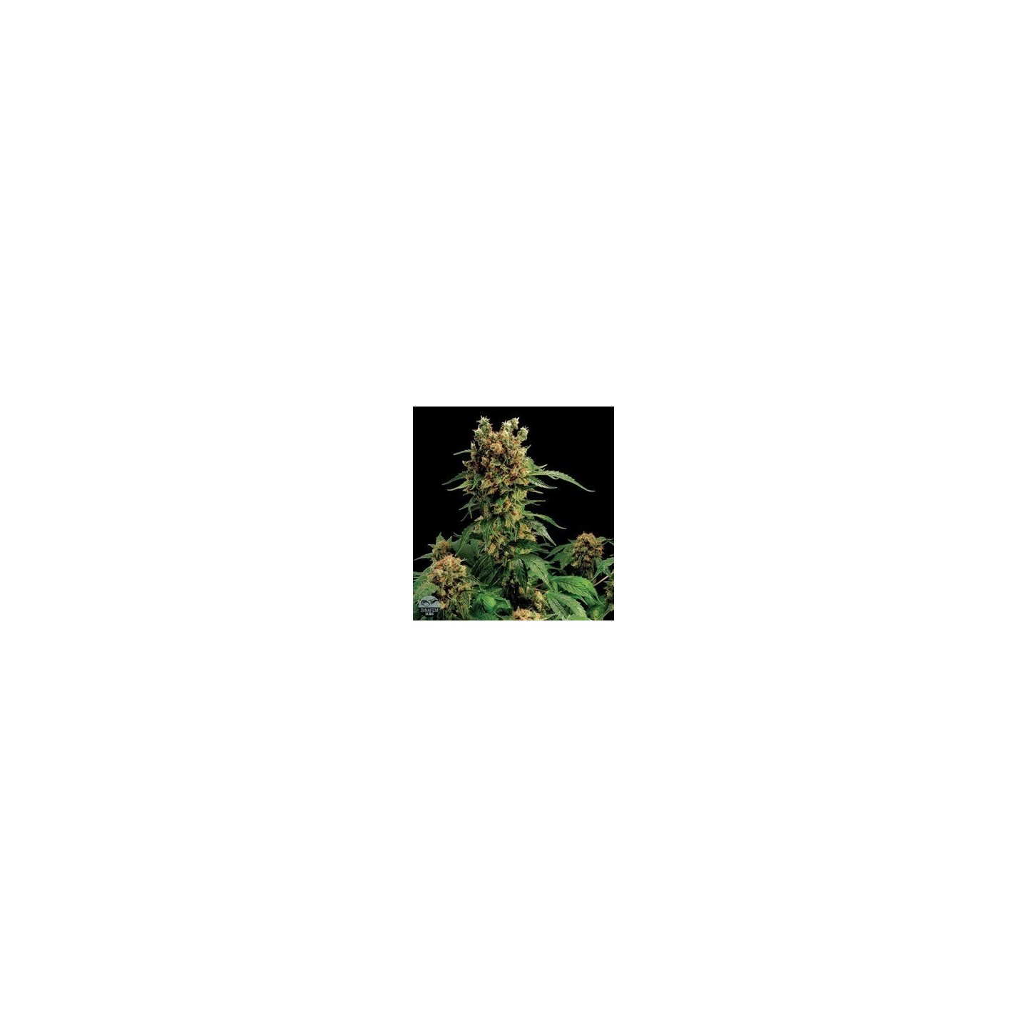 California Hashplant Feminizada de Dinafem