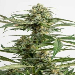 Critical Cheese Autofloreciente Feminizada de Dinafem