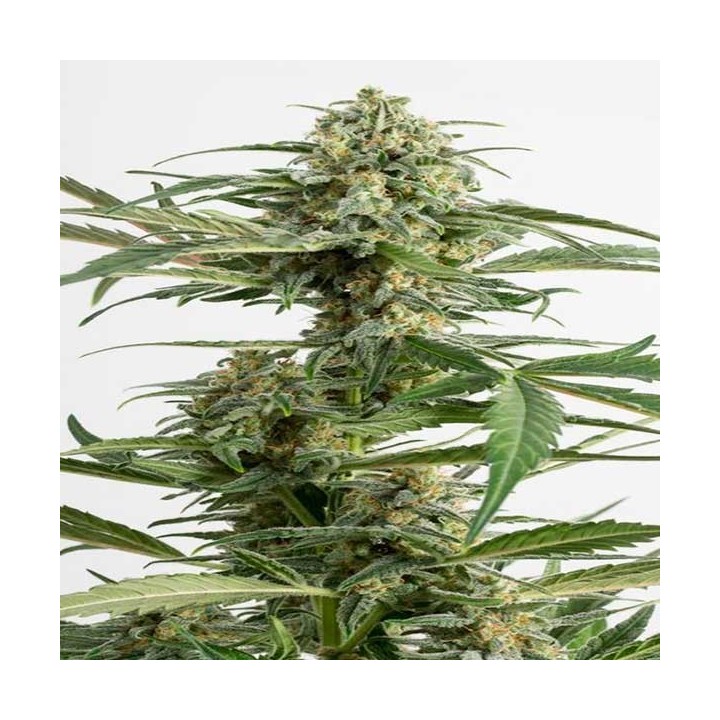 Critical Cheese Autofloreciente Feminizada de Dinafem