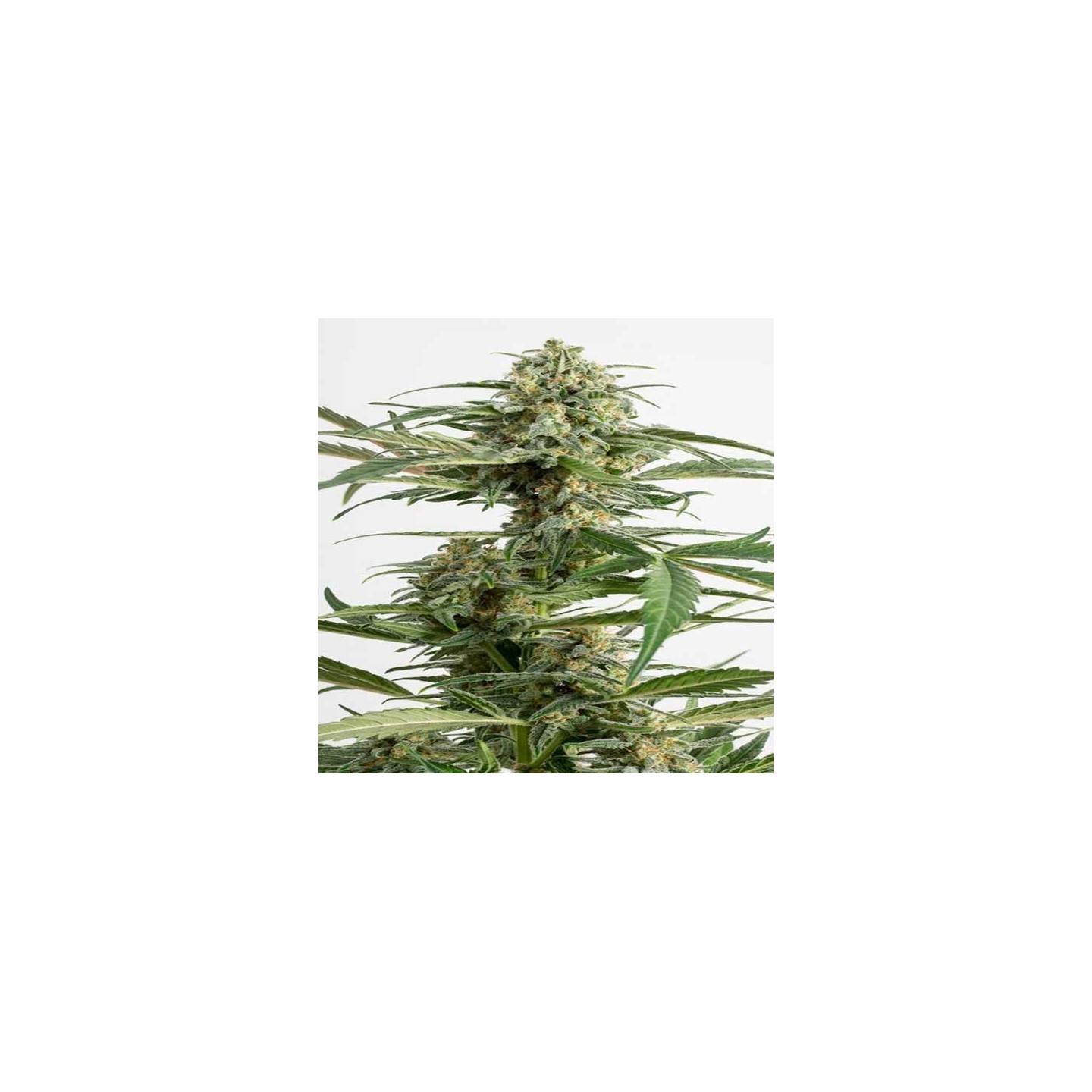 Critical Cheese Autofloreciente Feminizada de Dinafem
