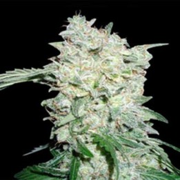 Afghan OG Regular de Apothecary Genetics