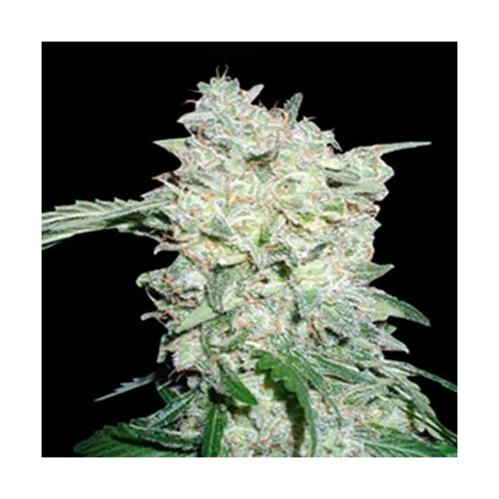 Afghan OG Regular de Apothecary Genetics