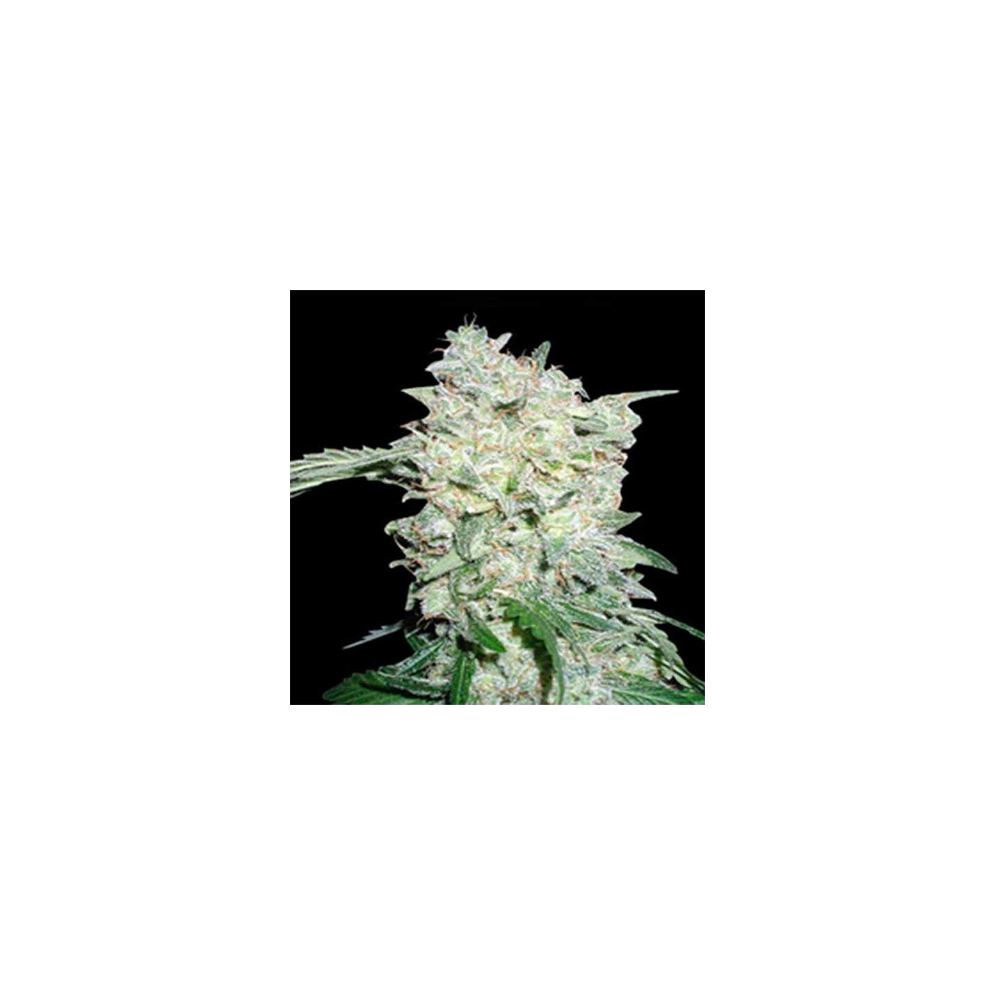 Afghan OG Regular de Apothecary Genetics