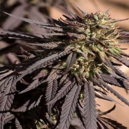 Ape Berry Regular de Apothecary Genetics