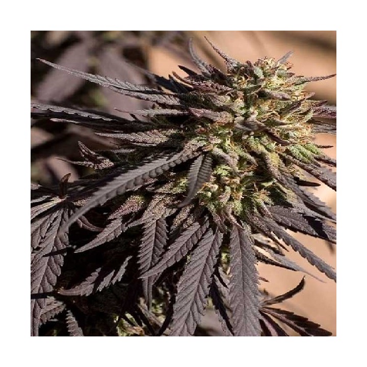 Ape Berry Regular de Apothecary Genetics