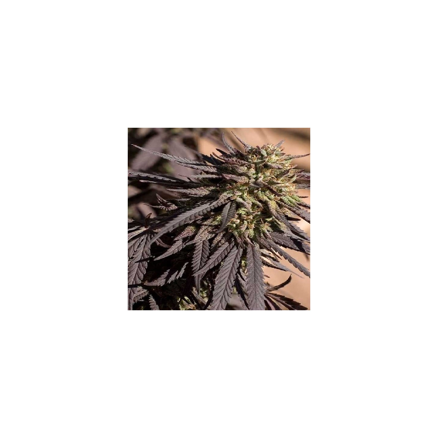 Ape Berry Regular de Apothecary Genetics