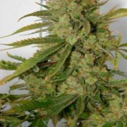 Banana OG Regular de Apothecary Genetics