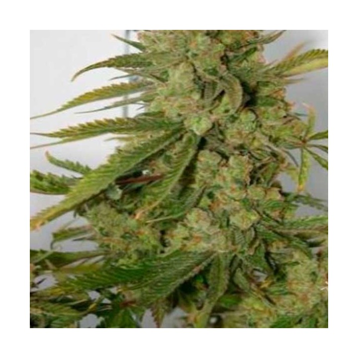 Banana OG Regular de Apothecary Genetics