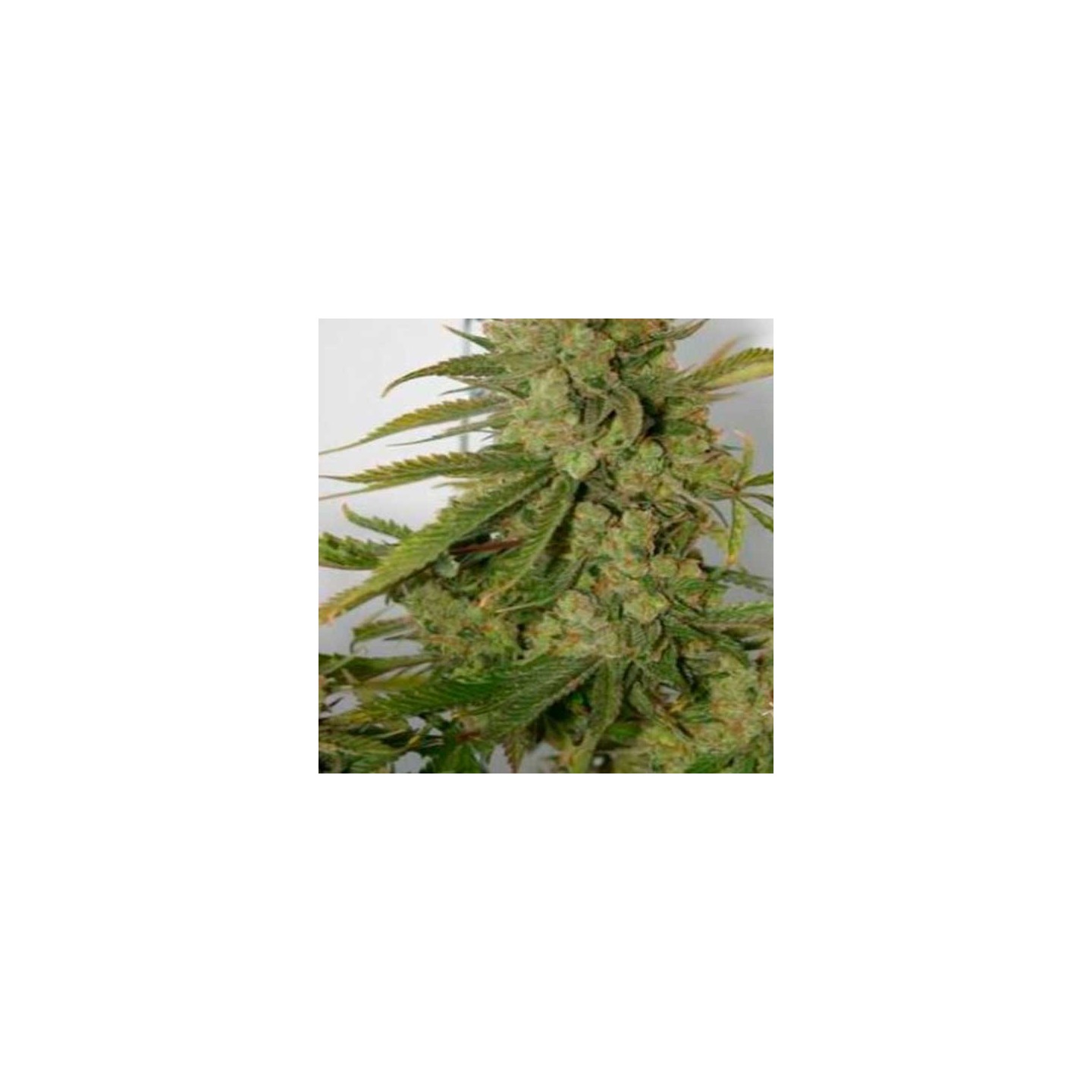 Banana OG Regular de Apothecary Genetics