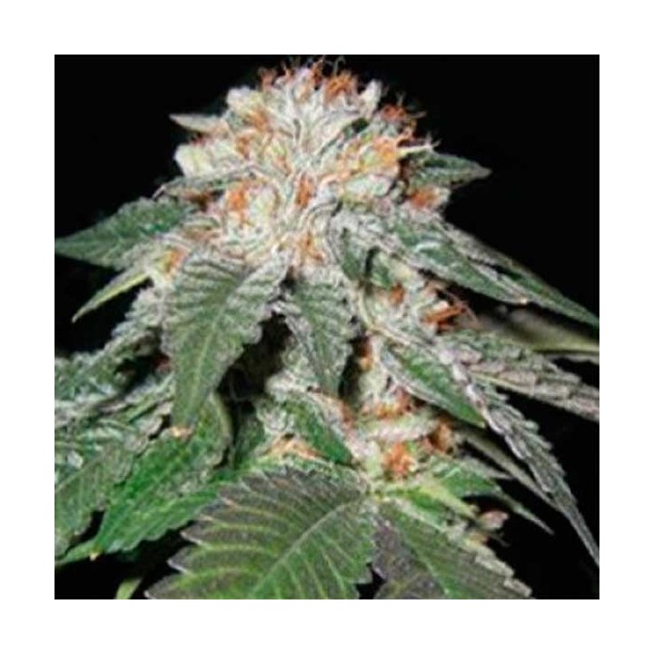Black And Blueberry Regular de Apothecary Genetics