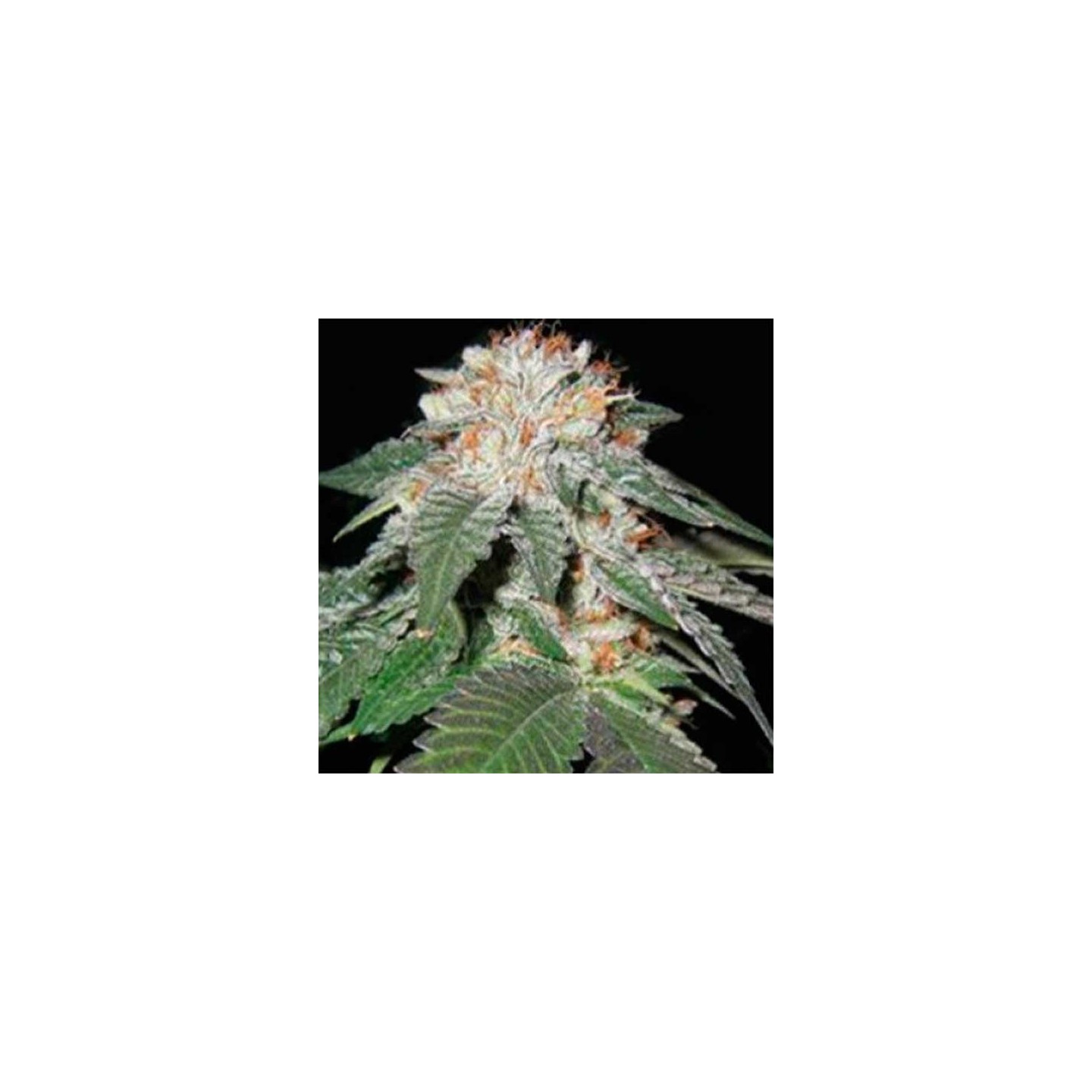 Black And Blueberry Regular de Apothecary Genetics