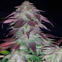 Blackberry Apothecary Regular de Apothecary Genetics
