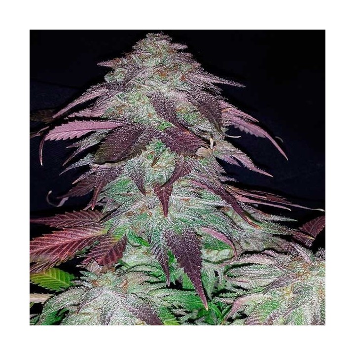 Blackberry Apothecary Regular de Apothecary Genetics