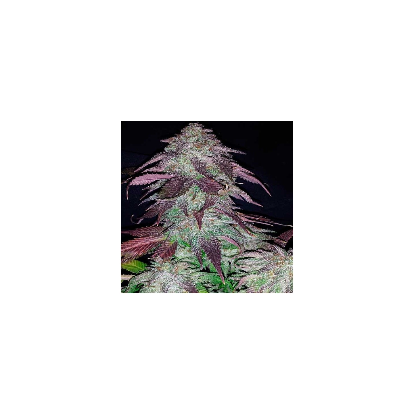 Blackberry Apothecary Regular de Apothecary Genetics