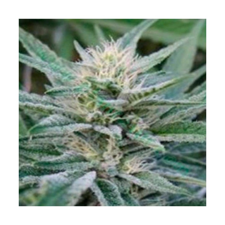 Blu Afi Regular de Apothecary Genetics