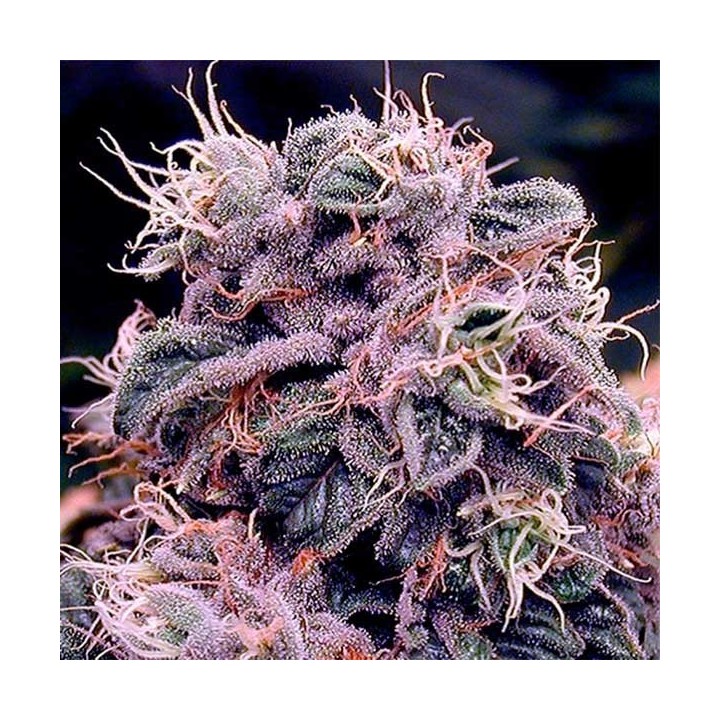 Blueberry OG Regular de Apothecary Genetics