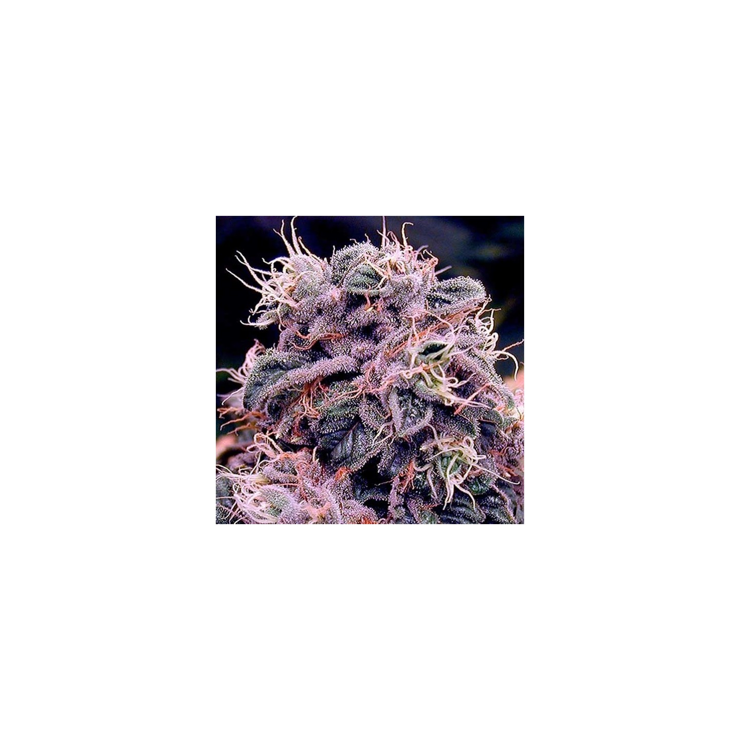 Blueberry OG Regular de Apothecary Genetics