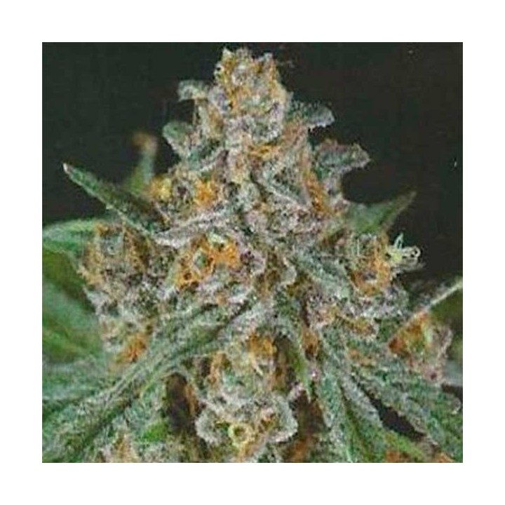 Bubba Berry Regular de Apothecary Genetics