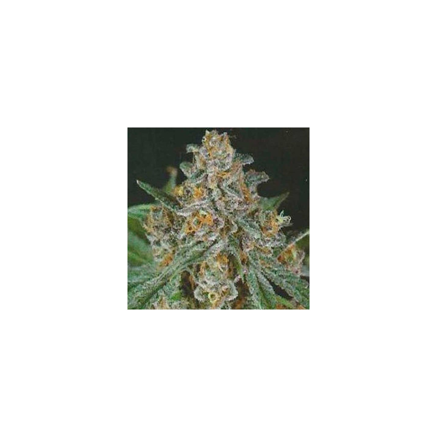 Bubba Berry Regular de Apothecary Genetics
