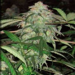 Bwb OG Regular de Apothecary Genetics