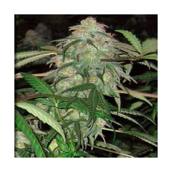 Bwb OG Regular de Apothecary Genetics