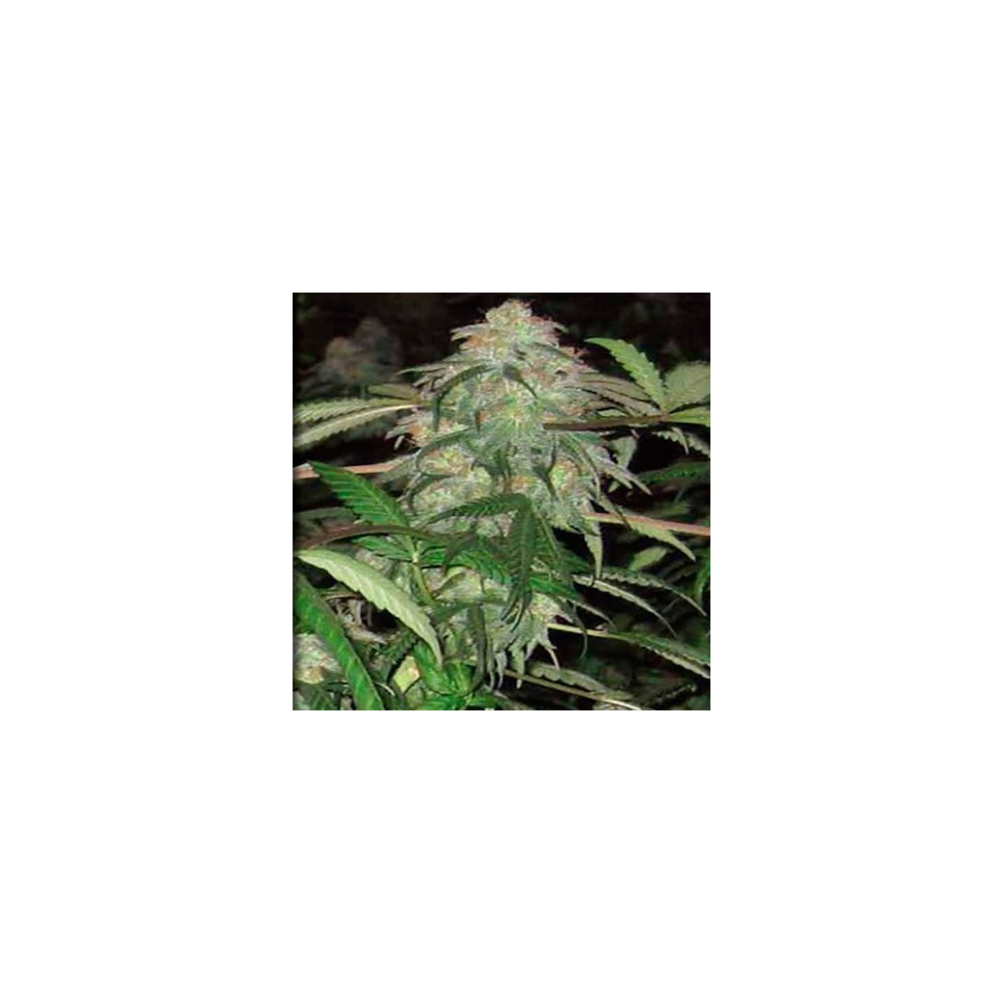 Bwb OG Regular de Apothecary Genetics