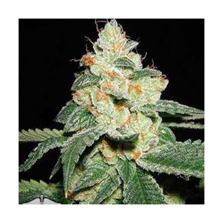 Cannaberry Regular de Apothecary Genetics