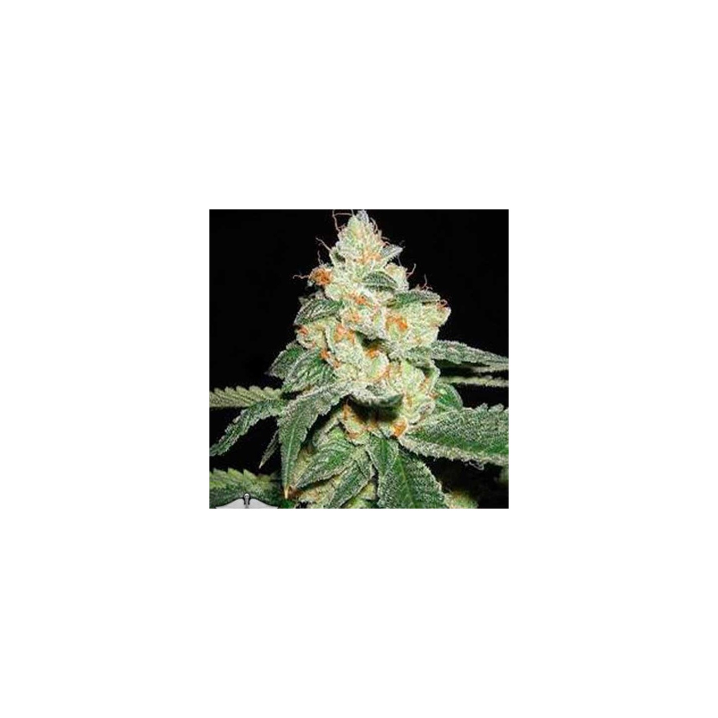 Cannaberry Regular de Apothecary Genetics