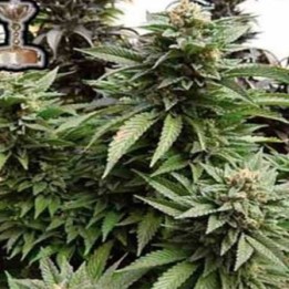 Chem 91 Regular de Apothecary Genetics