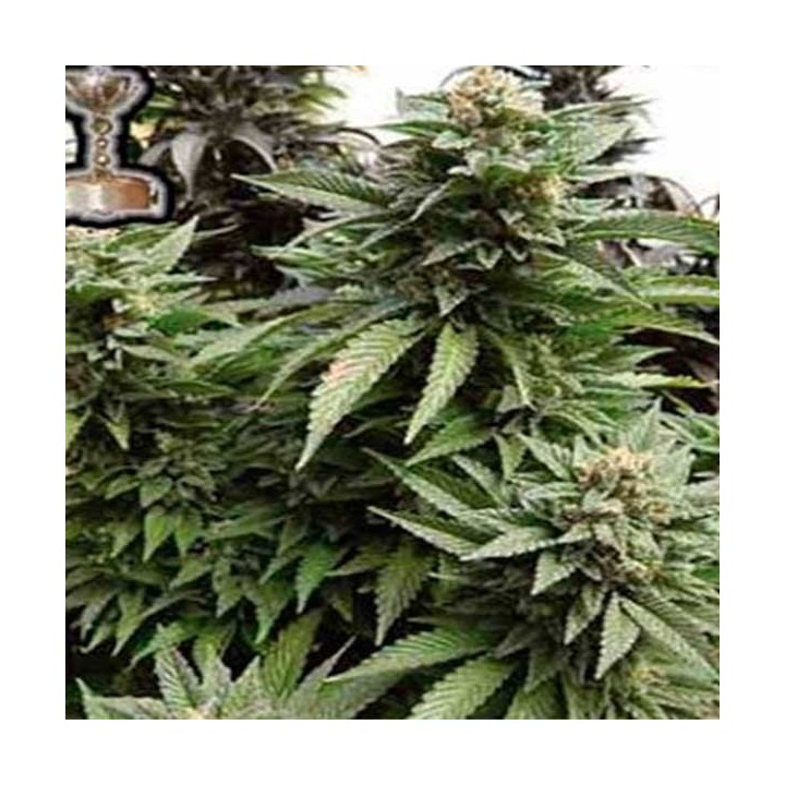 Chem 91 Regular de Apothecary Genetics