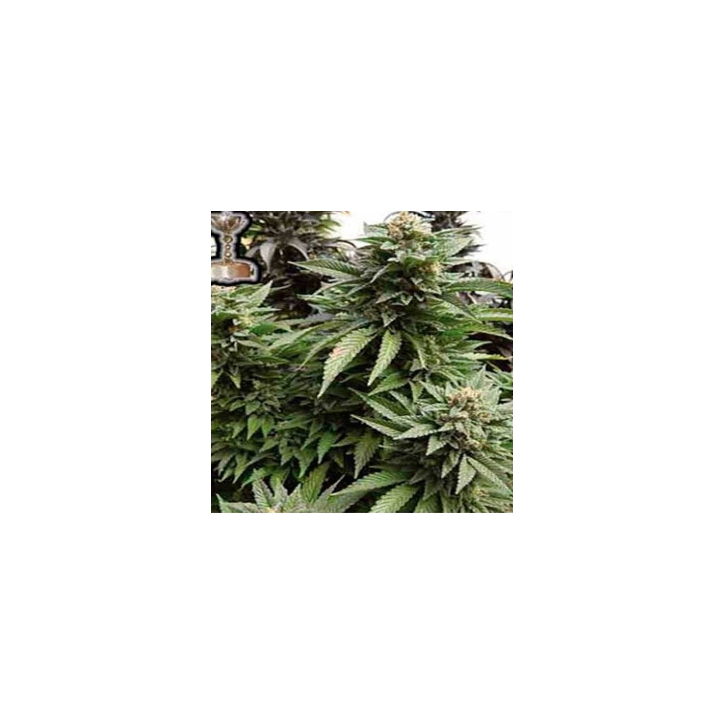Chem 91 Regular de Apothecary Genetics