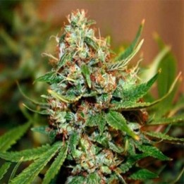 Chem D Regular de Apothecary Genetics