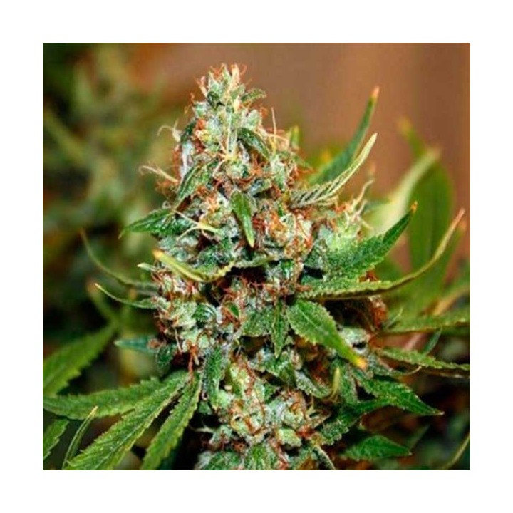 Chem D Regular de Apothecary Genetics