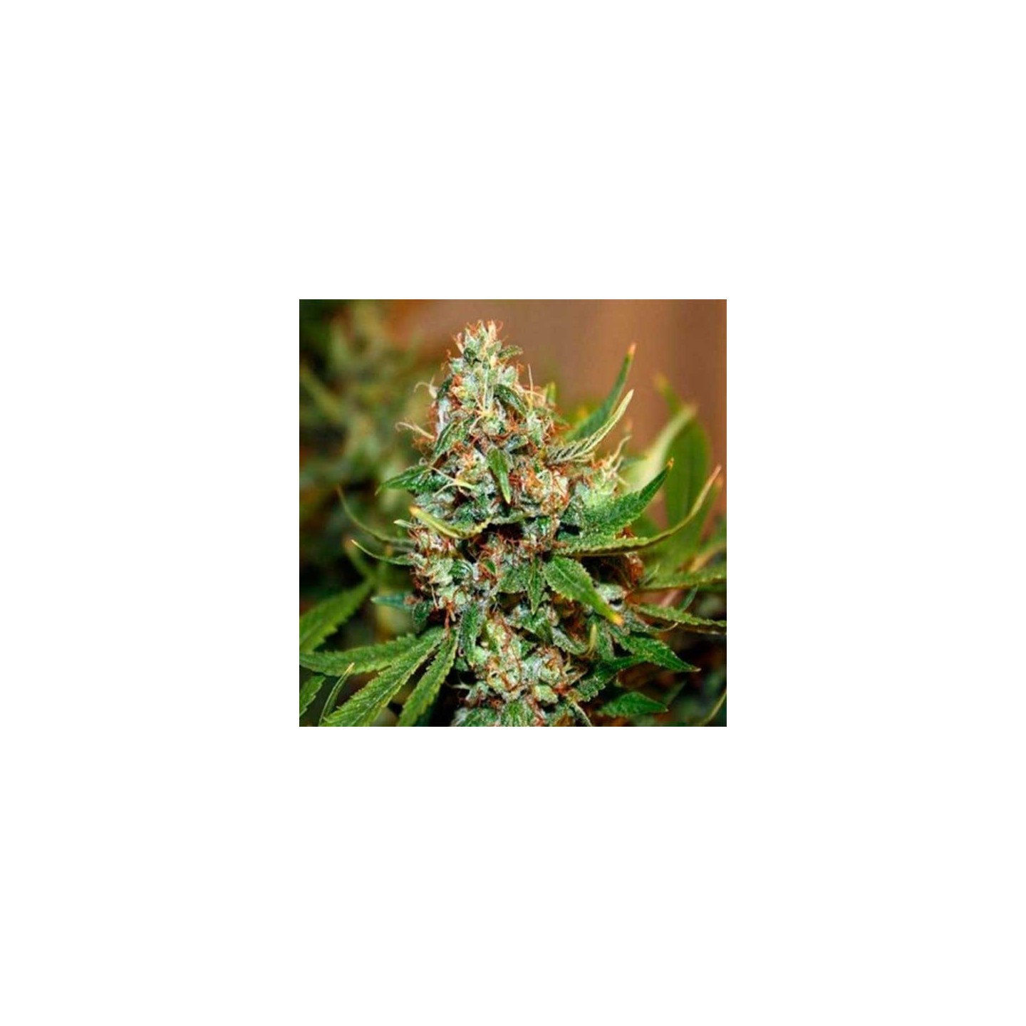 Chem D Regular de Apothecary Genetics