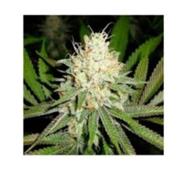 Cherry Og Regular de Apothecary Genetics