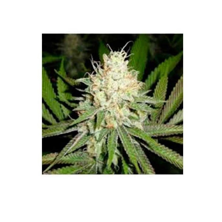 Cherry Og Regular de Apothecary Genetics