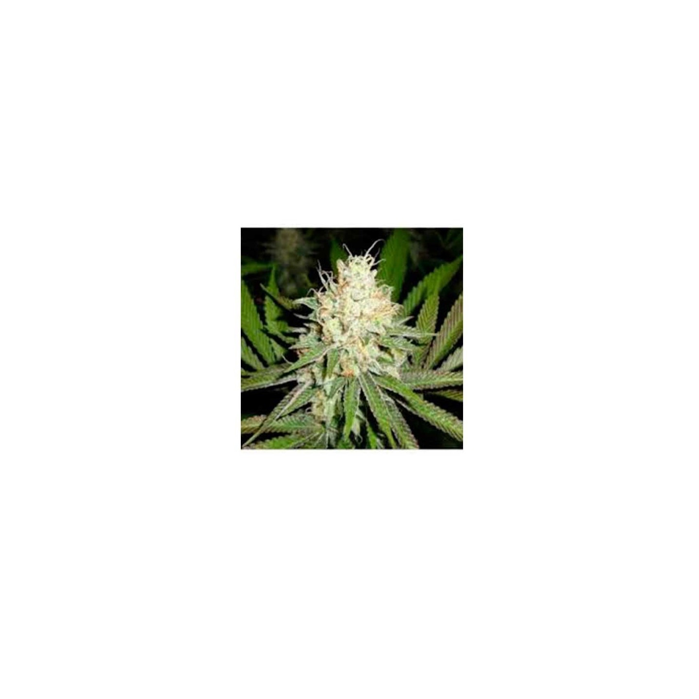 Cherry Og Regular de Apothecary Genetics