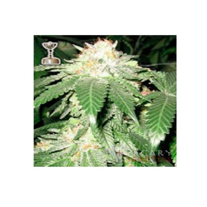 Chuck Berry Regular de Apothecary Genetics