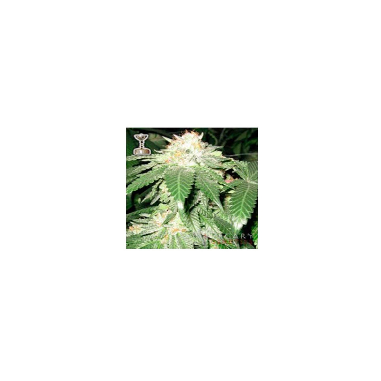 Chuck Berry Regular de Apothecary Genetics