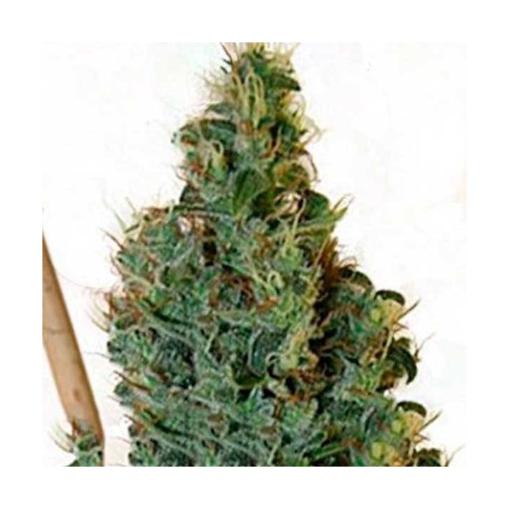 Congo Og Regular de Apothecary Genetics