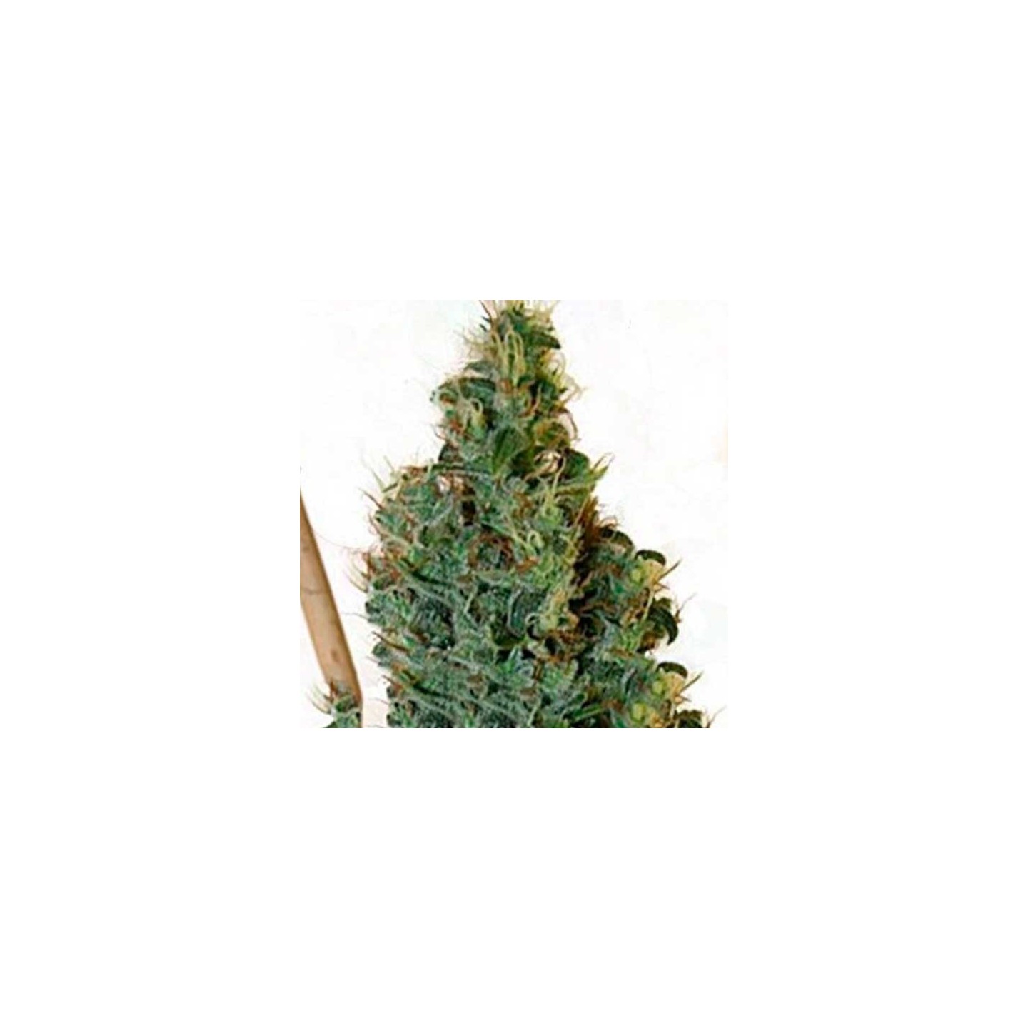 Congo Og Regular de Apothecary Genetics