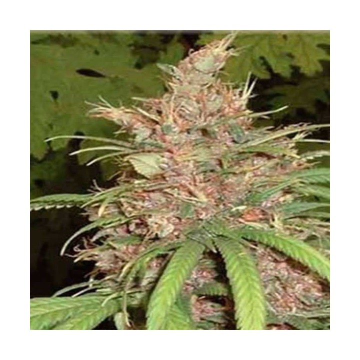 Congo X Nigerian Hash Plant Regular de Apothecary Genetics