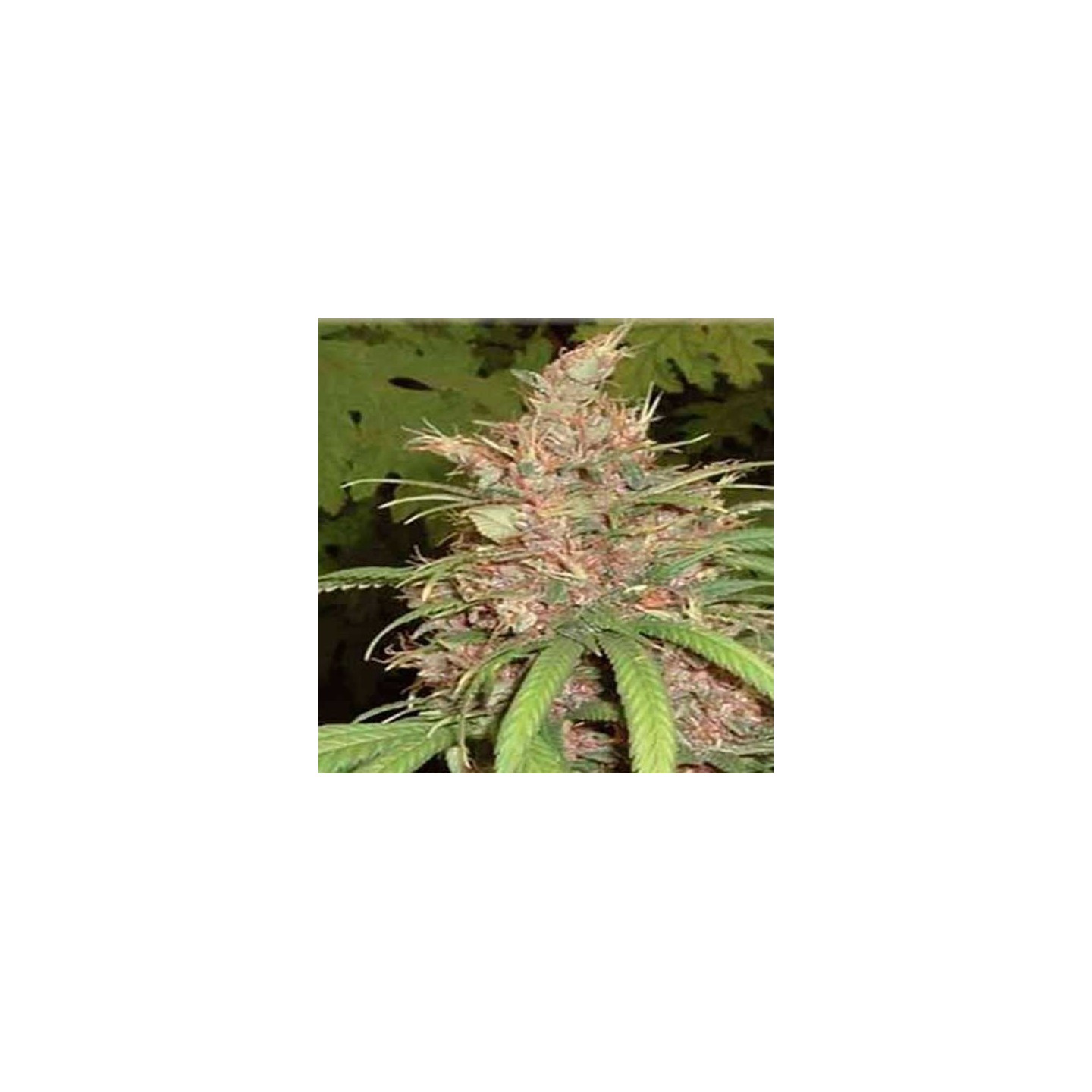 Congo X Nigerian Hash Plant Regular de Apothecary Genetics